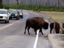 crossing-bisons.jpg
